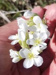 Physaria ovalifolia alba