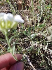 Physaria ovalifolia alba