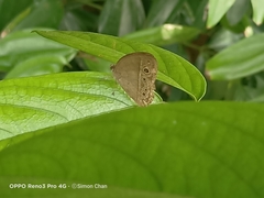 Mycalesis perseoides