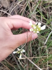 Physaria ovalifolia alba