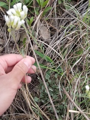 Physaria ovalifolia alba