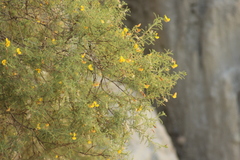 Adesmia miraflorensis