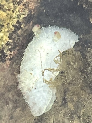 Nanaimo dorid sea slug moving across rocky subtidal habitat near Greene Point.