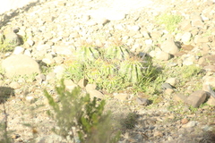 Echinopsis bridgesii