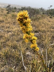 Solidago confinis