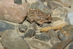 Pleurodema cinereum