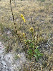 Solidago confinis