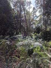 Austronomus australis