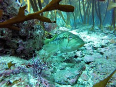 Paralabrax nebulifer