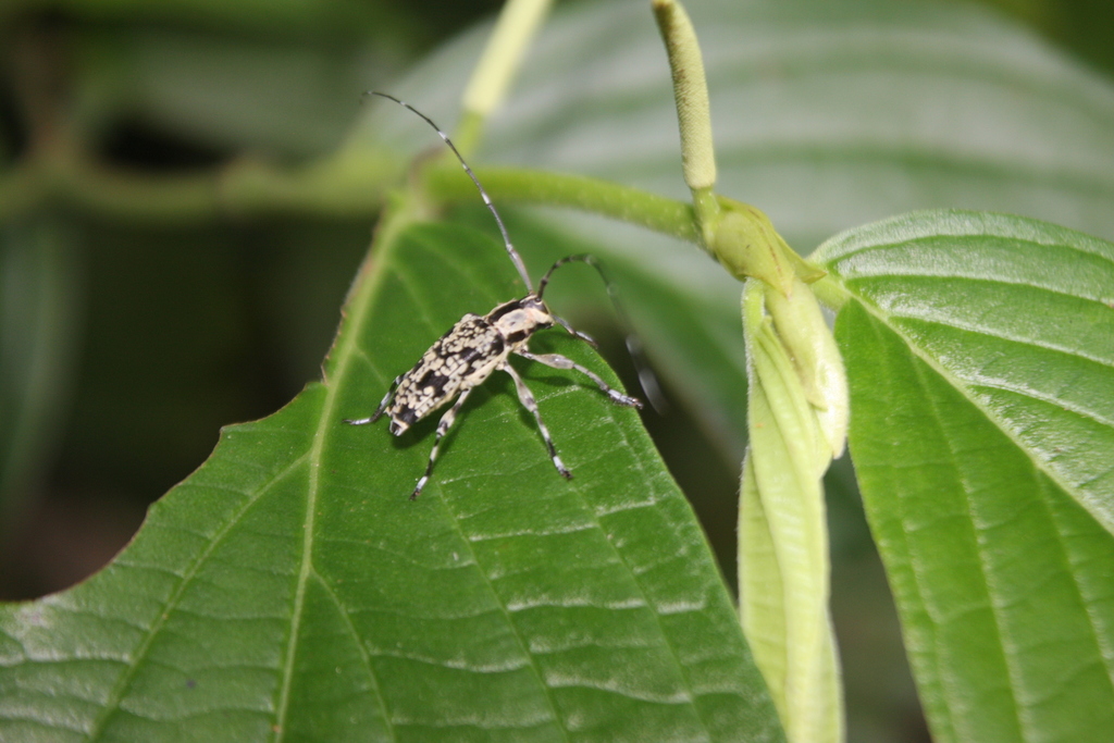 Colobothea chemsaki