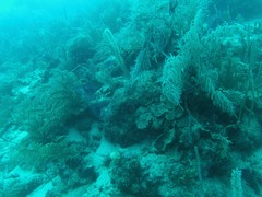 Acanthostracion quadricornis