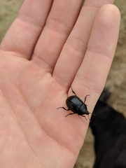 Ablattaria laevigata