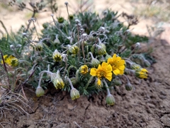 Nestotus stenophyllus