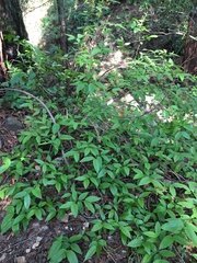 Calycanthus occidentalis