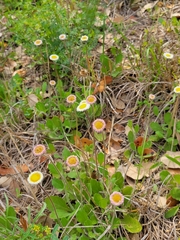 Erigeron procumbens
