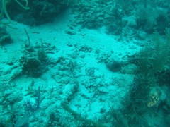 Acanthostracion quadricornis