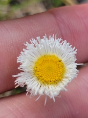 Erigeron procumbens