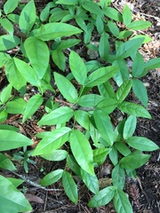 Calycanthus occidentalis