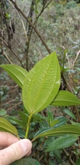 Miconia crocea