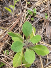 Erigeron procumbens