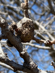 Callirhytis frequens