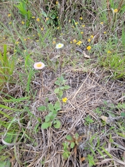 Erigeron procumbens