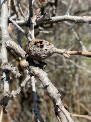 Callirhytis frequens