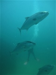 Seriola rivoliana