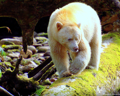 Ursus americanus kermodei