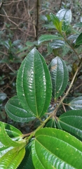 Miconia crocea