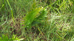 Telmatoblechnum indicum