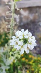 Dimorphocarpa wislizeni