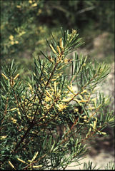 Persoonia virgata