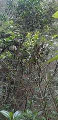 Miconia crocea