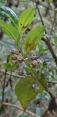 Miconia crocea