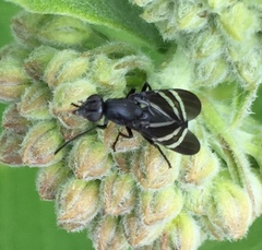Tritoxa flexa