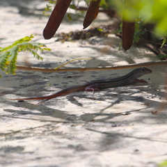 Aspidoscelis angusticeps