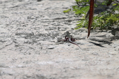 Aspidoscelis angusticeps