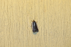 Acleris celiana