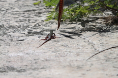 Aspidoscelis angusticeps