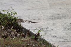 Aspidoscelis angusticeps