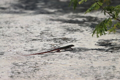 Aspidoscelis angusticeps