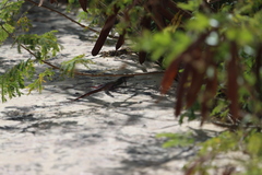 Aspidoscelis angusticeps