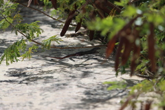 Aspidoscelis angusticeps