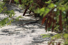 Aspidoscelis angusticeps