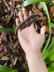 Pheretima darnleiensis