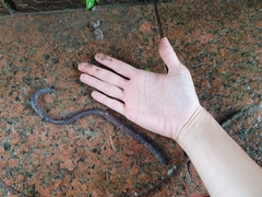 Pheretima darnleiensis