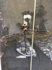 Telephlebia godeffroyi