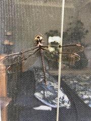 Telephlebia godeffroyi