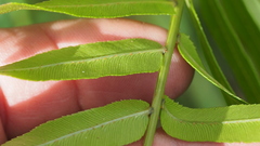 Telmatoblechnum indicum